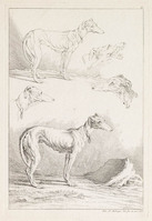 KG 01102
<br/>
Serie honden, wolven en leeuwen (11 bladen)
<br/>
<em>Ridinger, Johann Elias (1698-1767)</em>